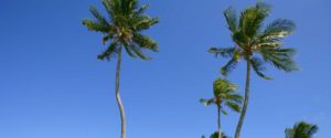 California palm trees - csf-cjsf.org