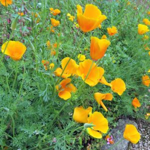 California poppy state flower of California