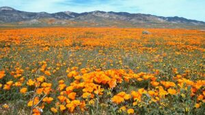 California poppies