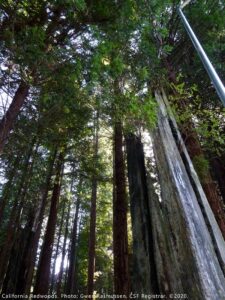 California Redwoods photo by CSF Registrar Gwen Rasmussen