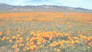 California Poppies