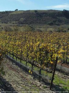 Central Coast vineyard. photo by Patricia Gill copyright 2016