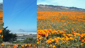 Morro Bay. photo by Patricia Gill copyright 2016, California poppies.